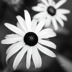 Meet your Posher, Daisy